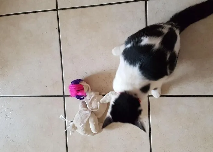 Schwendihof - Casa de Férias