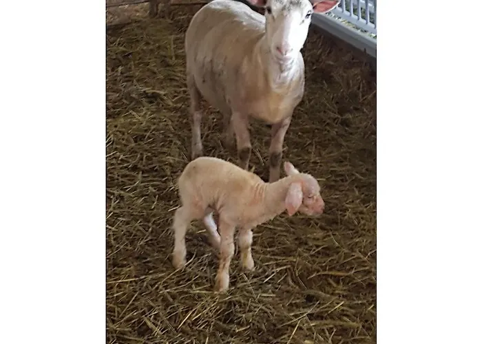 Schwendihof - Flumserberg